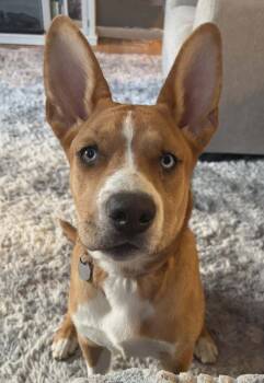 Siberian Husky and Pit Bull Terrier Dogs Available for Adoption in Lafayette, Indiana - Sophia | PetCurious