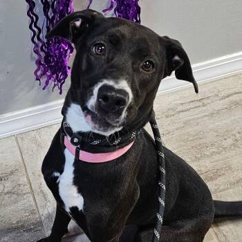 Mixed Breed Dogs Available for Adoption in Grinnell, Iowa - Hailey | PetCurious