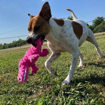 Rescue Boxer and American Bulldog Dogs for Adoption in Tunica, Mississippi - Bama | PetCurious