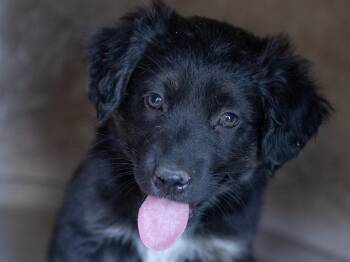 Knight -  Australian Shepherd and Black Labrador Retriever Dog for Adoption in Republic, Washington - Knight | PetCurious