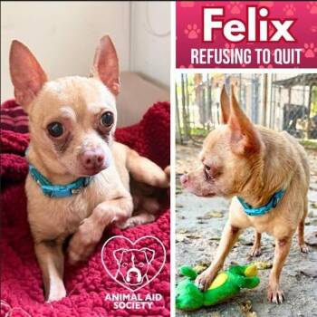 Felix -  Chihuahua Dog for Adoption in Hampton, Virginia - Felix | PetCurious