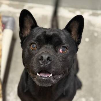 Baby Buddy Bert -  French Bulldog and Shiba Inu Dog for Adoption in Sacramento, California - Baby Buddy Bert | PetCurious