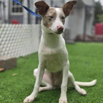 ZINA -  Australian Shepherd and Mixed Breed Dog for Adoption in Blairstown, New Jersey - ZINA | PetCurious