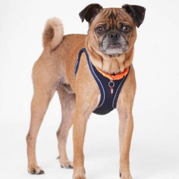 Pug Dogs Available for Adoption - Bug 13804 | PetCurious