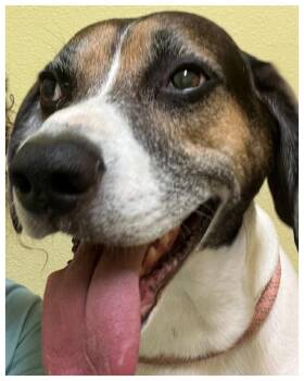 Rescue Hound Dogs for Adoption in Eustis, Florida - Snoopy | PetCurious