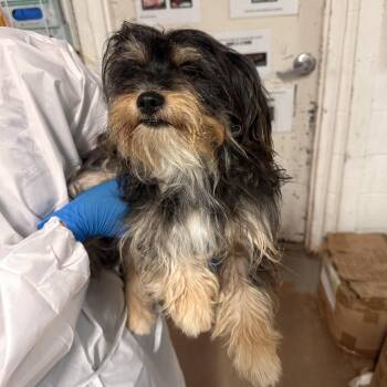 Terrier Dogs Available for Adoption in Edinburg, Texas - Grogu | PetCurious