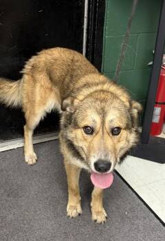 LINKIN BARK -  German Shepherd Dog Dog for Adoption in Chester, South Carolina - LINKIN BARK | PetCurious