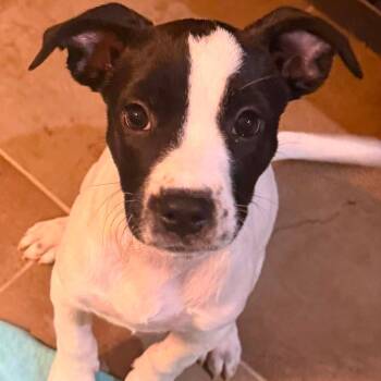 Betty Lou -  Mixed Breed Dog for Adoption in Boone, Iowa - Betty Lou | PetCurious