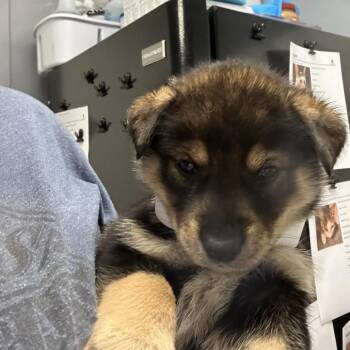 Westyn -  Husky Dog for Adoption in Birmingham, Alabama - Westyn | PetCurious
