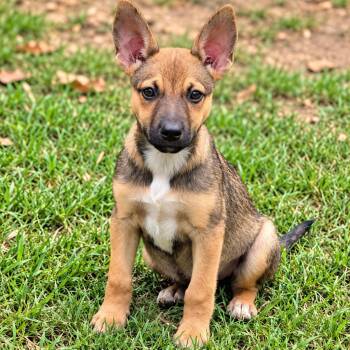 O-Miranda -  Shepherd Dog for Adoption in Kemp, Texas - O-Miranda | PetCurious
