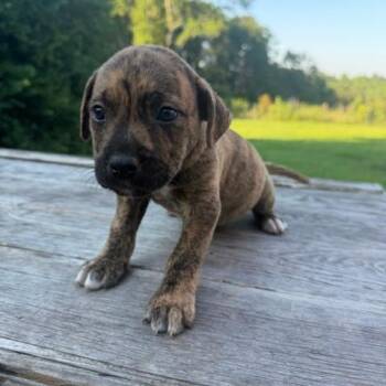 Connor -  Mixed Breed Dog for Adoption in Valley, Alabama - Connor | PetCurious