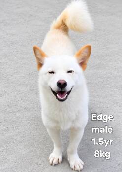 EDGE -  Jindo Dog for Adoption in Johns Creek, Georgia - EDGE | PetCurious