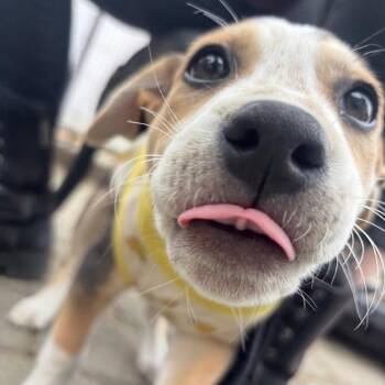 Birdie -  Mountain Cur Dog for Adoption in Spokane, Washington - Birdie | PetCurious
