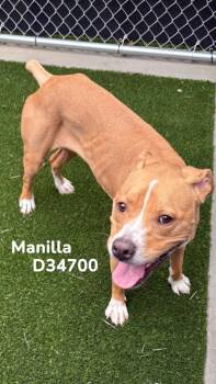 Manilla -  Pit Bull Terrier Dog for Adoption in Clarksville, Tennessee - Manilla | PetCurious