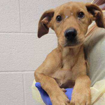 Mars -  Hound and Mixed Breed Dog for Adoption in Concord, North Carolina - Mars | PetCurious