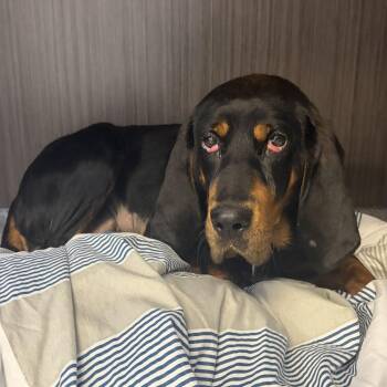 Stormy -  Coonhound Dog for Adoption in Cooperstown, New York - Stormy | PetCurious
