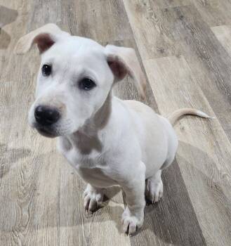 Cattle Dog and Labrador Retriever Dogs Available for Adoption - Boo Bear | PetCurious