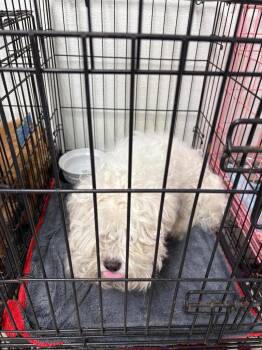 Wisp -  Terrier Dog for Adoption in Fort Worth, Texas - Wisp | PetCurious