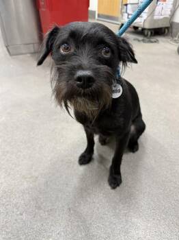 MASON -  Border Terrier Dog Available for Adoption - MASON | PetCurious