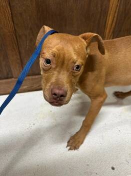 Prince B -  Mixed Breed Dog Available for Adoption in Douglasville, Georgia - Prince B | PetCurious