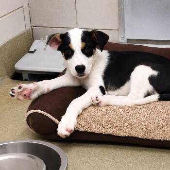 Earl -  Border Collie and Mixed Breed Dog for Adoption in Nashville, Tennessee - Earl | PetCurious