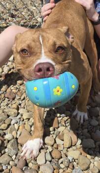 Rescue American Staffordshire Terrier and Pit Bull Terrier Dogs for Adoption in North Olmsted, Ohio - Seven | PetCurious