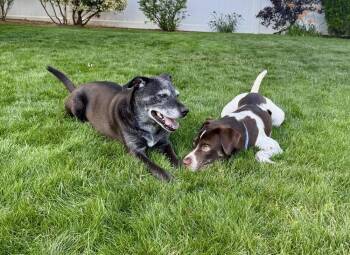 Maverick -  Labrador Retriever and Pit Bull Terrier Dog for Adoption in Greenlawn, New York - Maverick | PetCurious