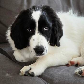 Newfoundland Dog and Great Pyrenees Dogs Available for Adoption in South Portland, Maine - Bonnie In Maine | PetCurious