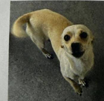 Donna -  Mixed Breed Dog for Adoption in Thousand Oaks, California - Donna | PetCurious