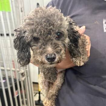Aria -  Miniature Poodle Dog for Adoption in Normal, Illinois - Aria | PetCurious
