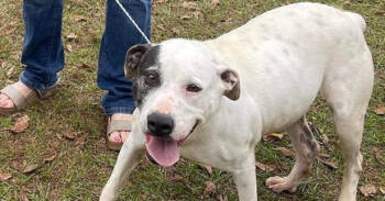 Rescue American Bulldog Dogs for Adoption in Troy, Alabama - Vada (Adoption Fee Sponsored) | PetCurious