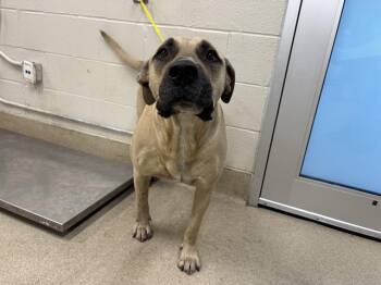 CHARLIE -  Mastiff and Mixed Breed Dog for Adoption in Grand Prairie, Texas - CHARLIE | PetCurious