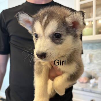 Aspen -  Siberian Husky and German Shepherd Dog Dog Available for Adoption in Brentwood, Tennessee - Aspen | PetCurious