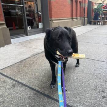 Obi -  Labrador Retriever and Mixed Breed Dog for Adoption in New York, New York - Obi | PetCurious