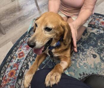 Beagle Dogs Available for Adoption in Richmond, Virginia - Bubba | PetCurious