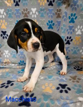 Macchiato -  Hound Dog for Adoption in Wabash, Indiana - Macchiato | PetCurious