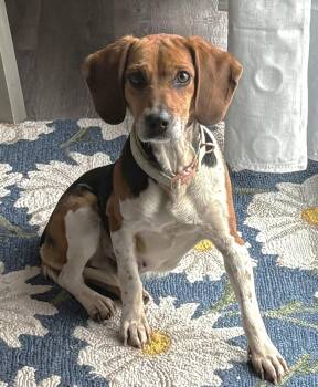 Beagle Dogs Available for Adoption - Haley | PetCurious