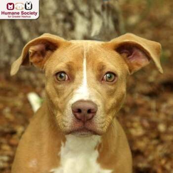 Fleur -  Labrador Retriever Dog for Adoption in Hudson, New Hampshire - Fleur | PetCurious
