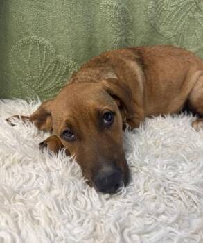 Mixed Breed Dogs Available for Adoption in Roseburg, Oregon - Bubbles | PetCurious