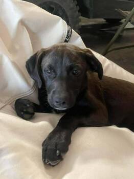 Labrador Retriever and Vizsla Dogs Available for Adoption in Oswego, South Carolina - Girl Trio - Faith | PetCurious