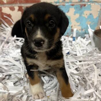 (Found) Ridge -  Rottweiler and Mixed Breed Dog for Adoption in Cabot, Arkansas - (Found) Ridge | PetCurious