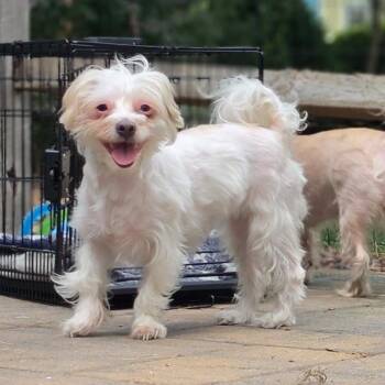 BRISTOL -  Maltese and Yorkshire Terrier Dog for Adoption in Waterford, New Jersey - BRISTOL | PetCurious