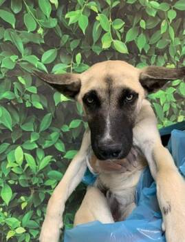 Shepherd and Mixed Breed Dogs Available for Adoption in San Antonio, Texas - Ernest | PetCurious