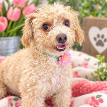 Tulip -  Poodle and Mixed Breed Dog for Adoption in Fresno, California - Tulip | PetCurious
