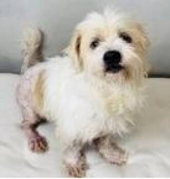 Angel~FOSTER or FOSTER TO ADOPT NEEDED~ -  Terrier Dog for Adoption in Minneapolis, Minnesota - Angel~FOSTER Or FOSTER TO ADOPT NEEDED~ | PetCurious
