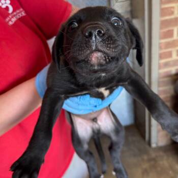Star -  Shepherd Dog Available for Adoption in Birmingham, Alabama - Star | PetCurious