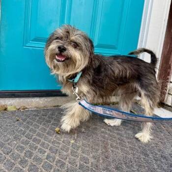 Shih Tzu and Havanese Dogs Available for Adoption - Benji Bear | PetCurious