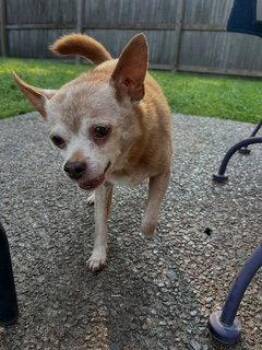 Lester {COMING SOON} -  Chihuahua Dog for Adoption in Nashville, Tennessee - Lester {COMING SOON} | PetCurious