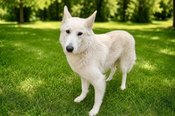 Husky and Shepherd Dogs Available for Adoption in Maryville, Tennessee - Bo | PetCurious