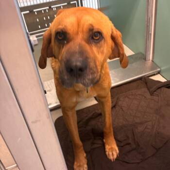 Mixed Breed Dogs Available for Adoption in Norman, Oklahoma - Hudson | PetCurious